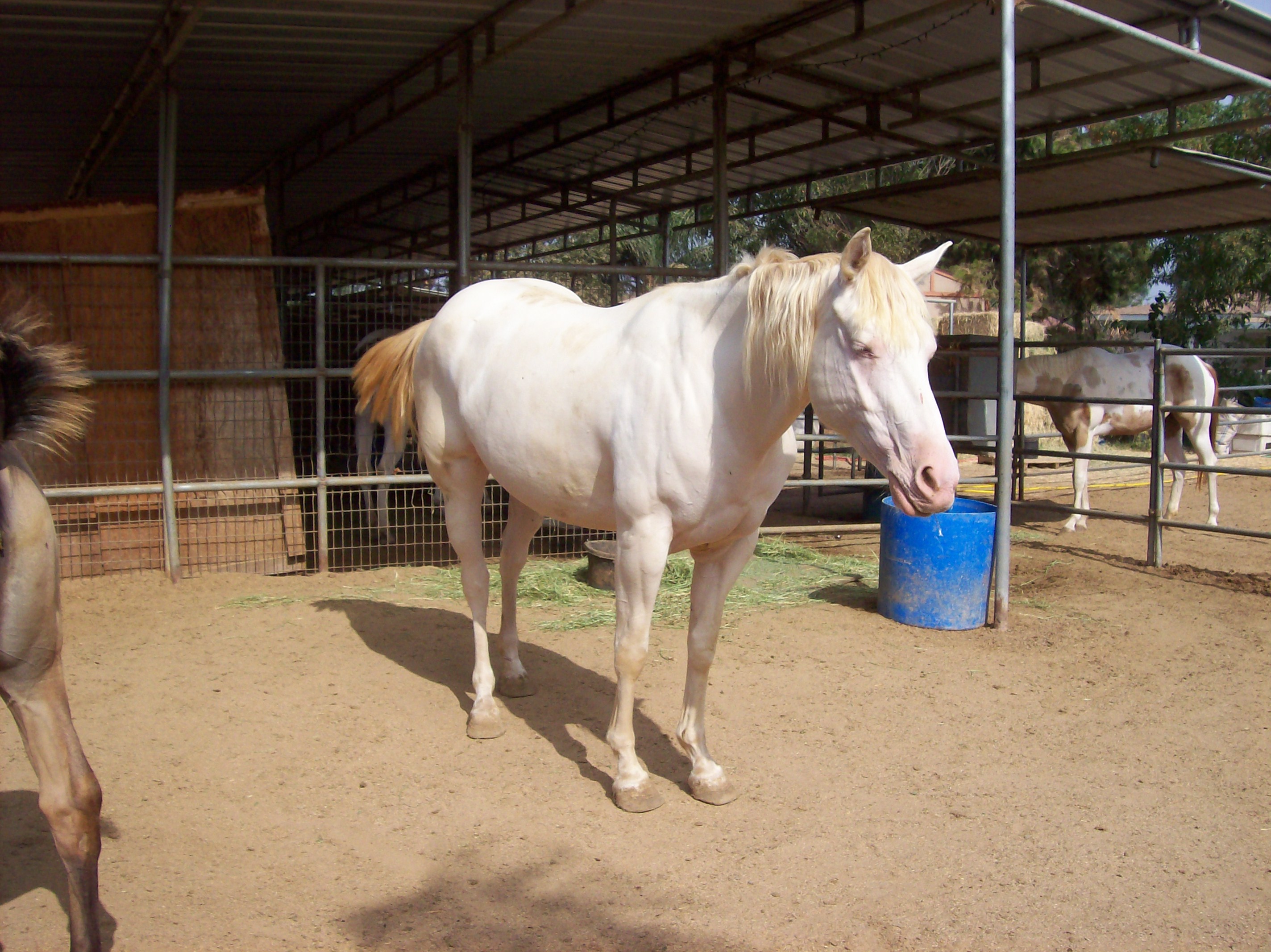 perlionmare1009.jpg