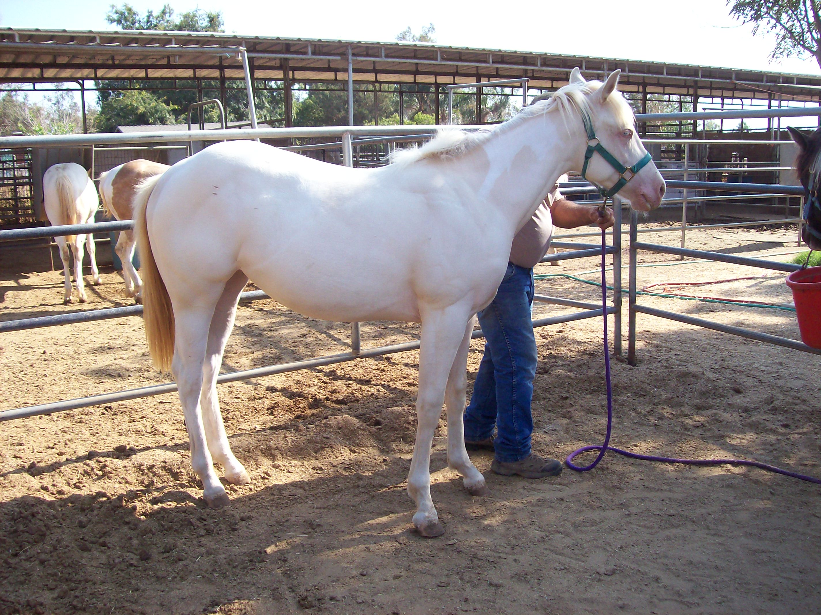 weanlingsandyearlingperlino053.jpg